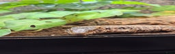 Monitor reptiles for sale: Devil Line Red Tegu Female CB25 - Advert 8