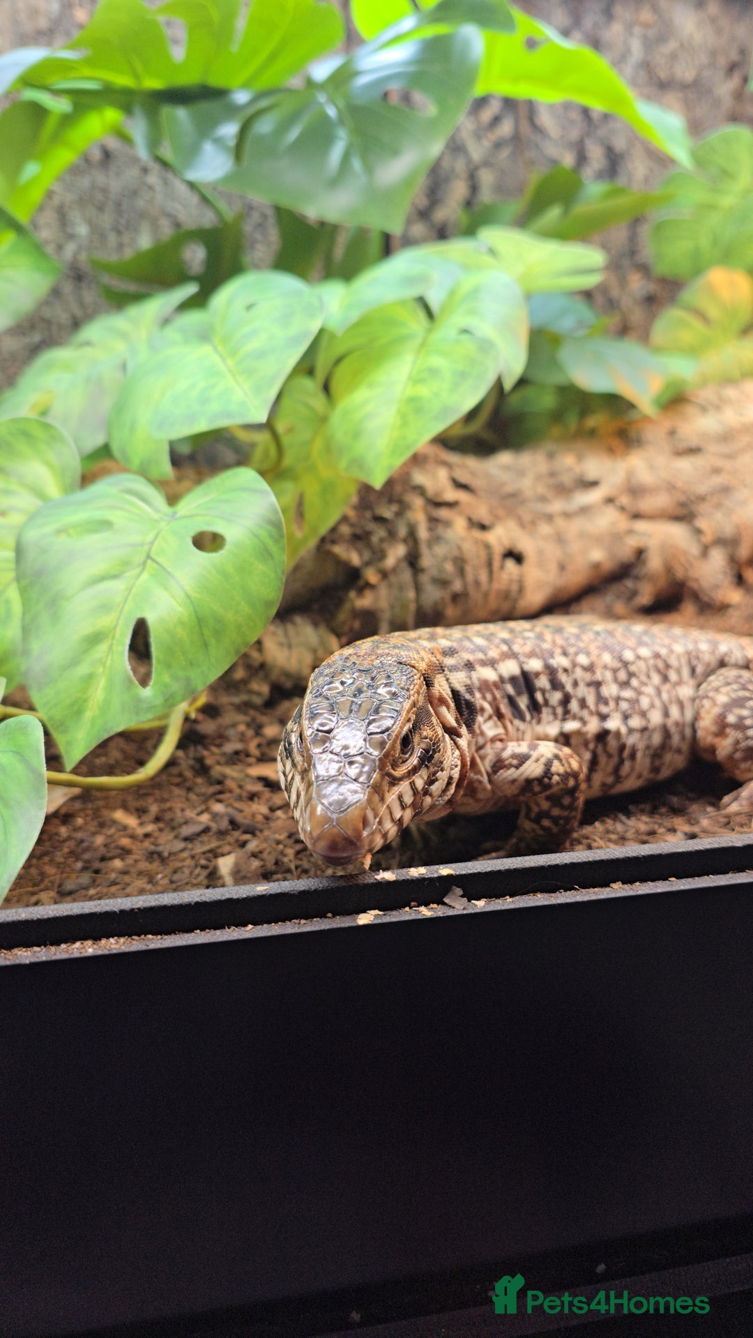 Monitor reptiles for sale: Devil Line Red Tegu Female CB25 - Advert 8