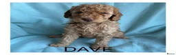 Mixed Breed dogs for sale: Multigeneration Cream/Apricot Double Labradoodles  - Advert 12