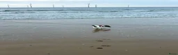 Jack Russell dogs for sale: 10 month old Jack Russell in Stockton-on-Tees - Advert 5