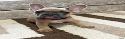 French Bulldog dogs for sale: 🌟Last 4 Exceptional French Bulldogs- Ready Now!🐾 - Advert 33