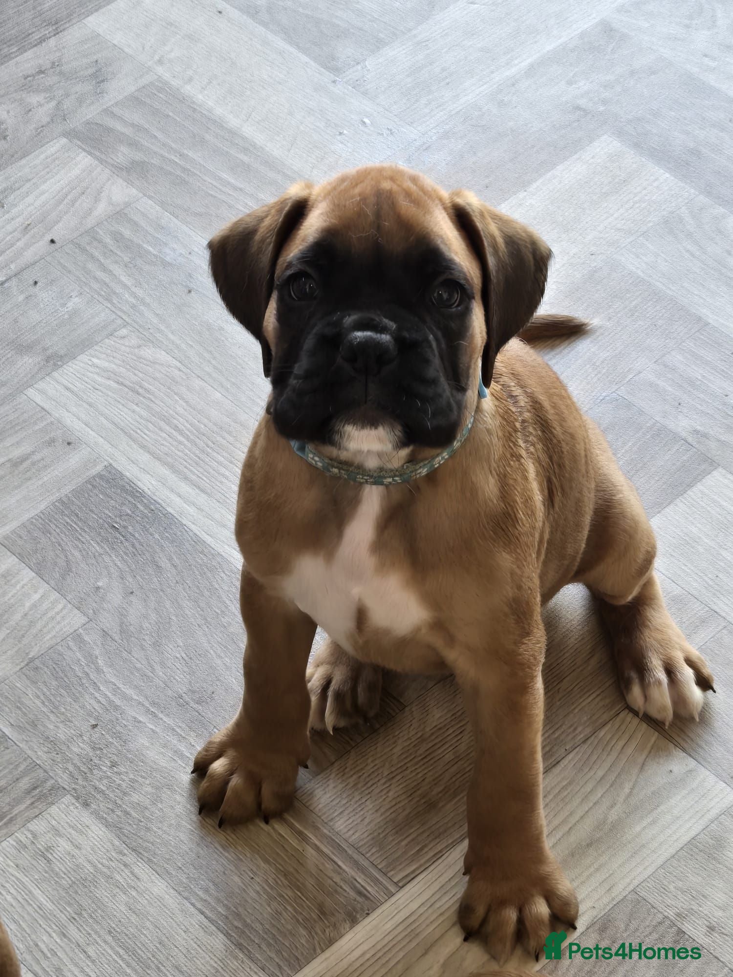 Boxer dogs Boxer Puppies Ready soon - Advert 1