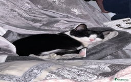 Domestic Shorthair cats for sale: 2 year old male cat - Image 18