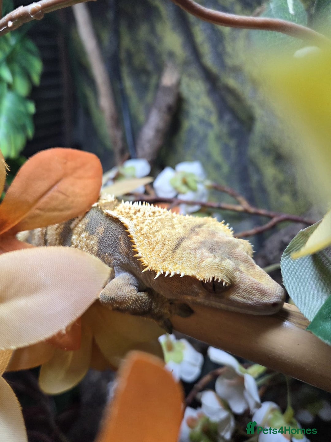 Gecko reptiles for sale: Crested Gecko Female Adult Reptile Girl  - Image 4