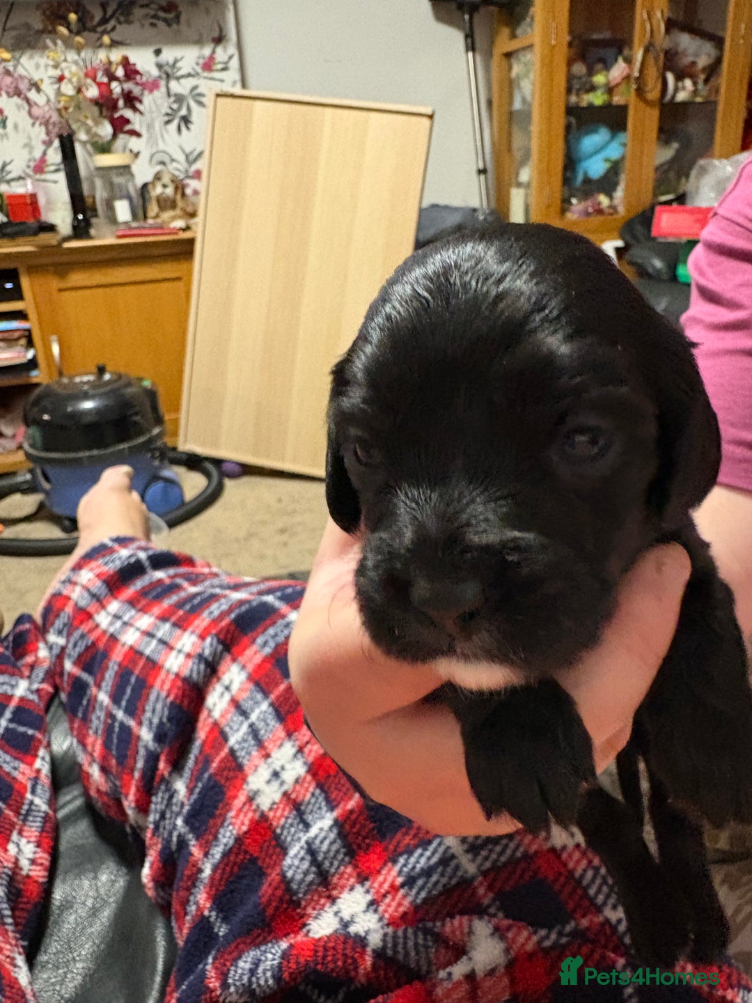 Cockalier dogs for sale: Cocker spaniel - Advert 13