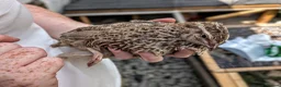 Quail poultry for sale: Quail Roos/ Males for sale. Mixed colours in Llangollen - Advert 3