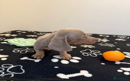 Miniature Dachshund dogs for sale: Beautiful smoothed haired miniature Dachshunds - Advert 12