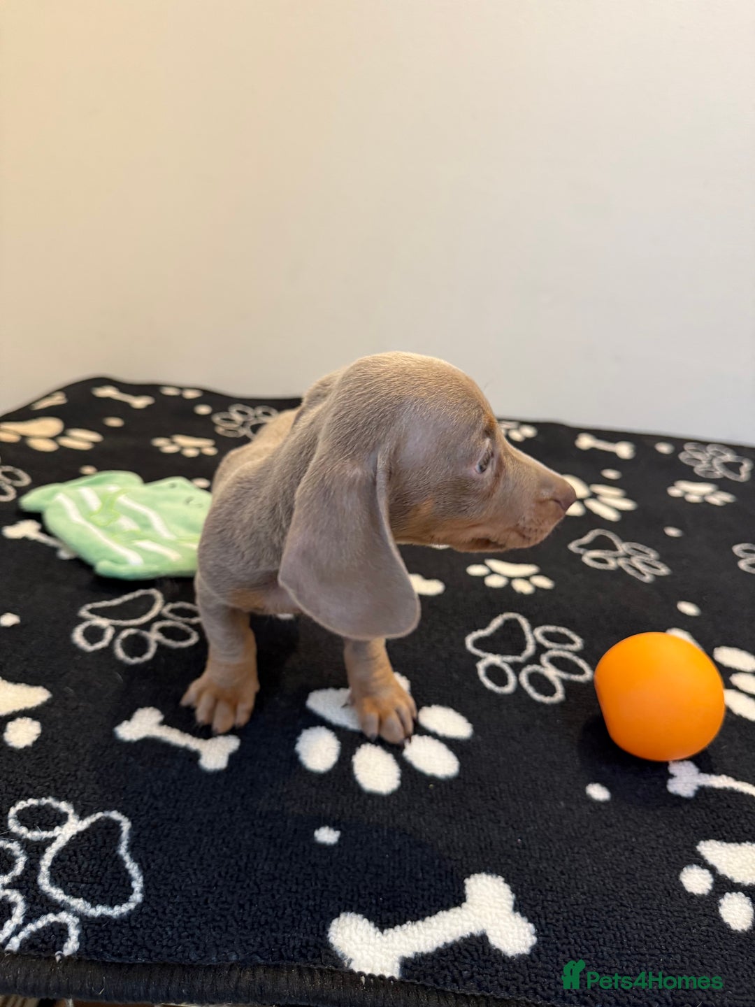Miniature Dachshund dogs for sale: Beautiful smoothed haired miniature Dachshunds - Advert 12