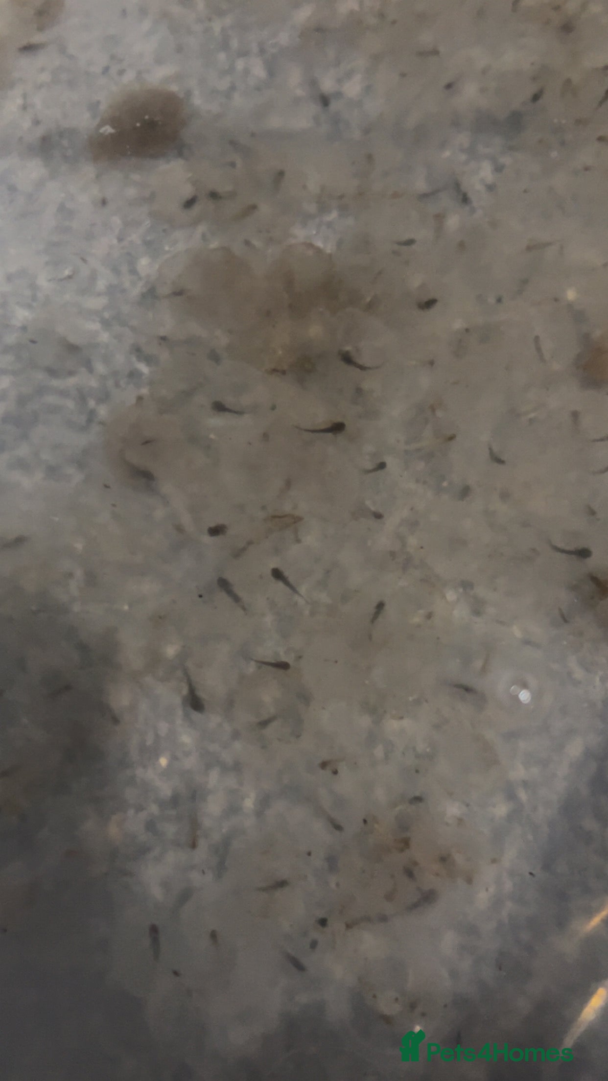 Axolotl reptiles Axolotl eggs  - Advert 15