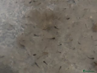 Axolotl reptiles Axolotl eggs - Advert 15