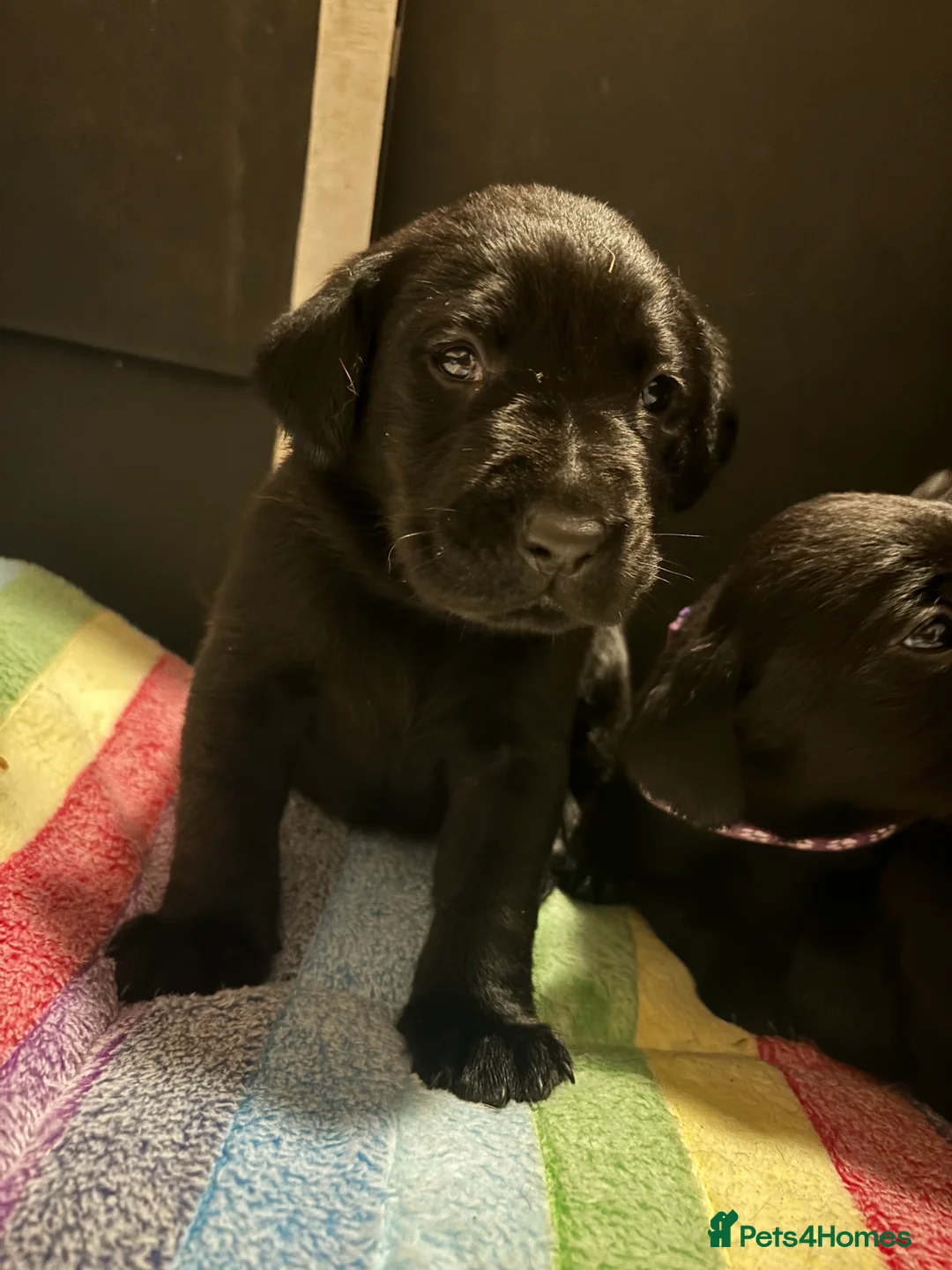 Labrador Retriever dogs for sale: Lovely litter of KC registered working labradors - Advert 10