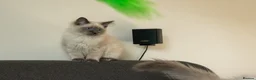 Ragdoll cats for sale: Beautiful GCCF Registered Ragdoll Kittens in Helensburgh - Advert 9
