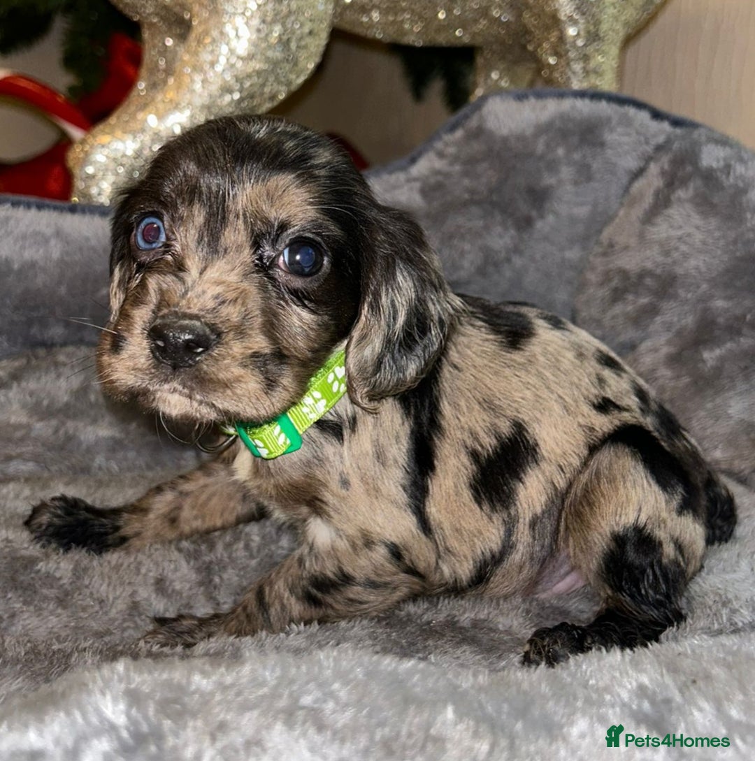 Cocker Spaniel dogs for sale: 6 beautiful cocker spaniel puppies  - Advert 12