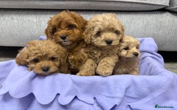 Cavapoo dogs for sale: F1 caverpoo puppies  - Image 4