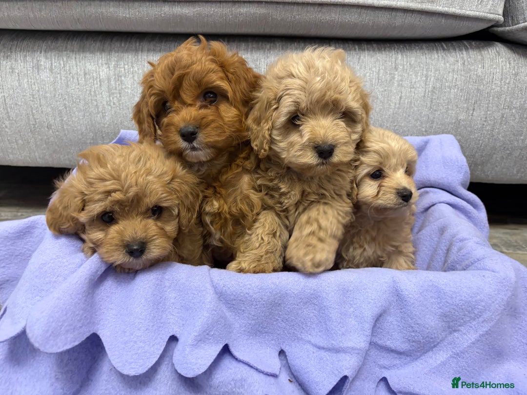 Cavapoo dogs for sale: F1 caverpoo puppies  - Image 4