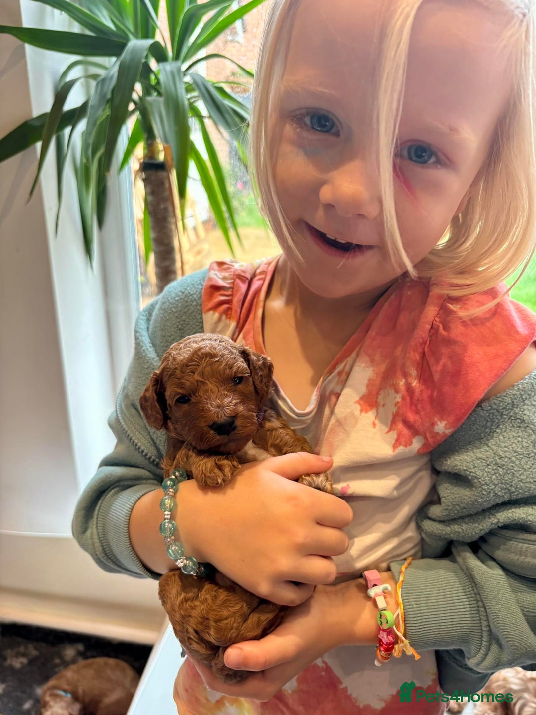 Cockapoo dogs for sale: Stunning Fox Red F1B Cockapoos Outstanding Quality - Image 8