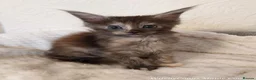 Maine Coon cats for sale: TICA Reg Maine Coon Kittens. Cream. Red. Tortie  - Advert 8