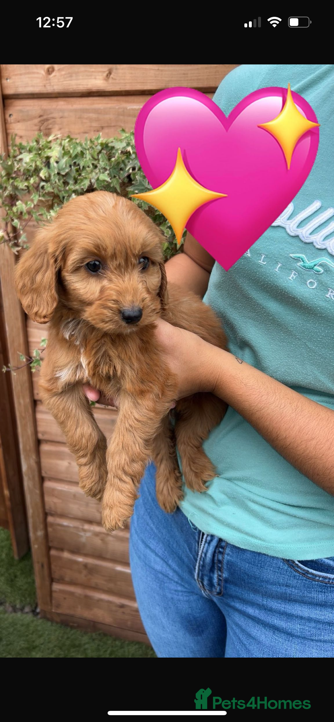 Cockapoo dogs for sale: Cockapoo puppies  - Image 17