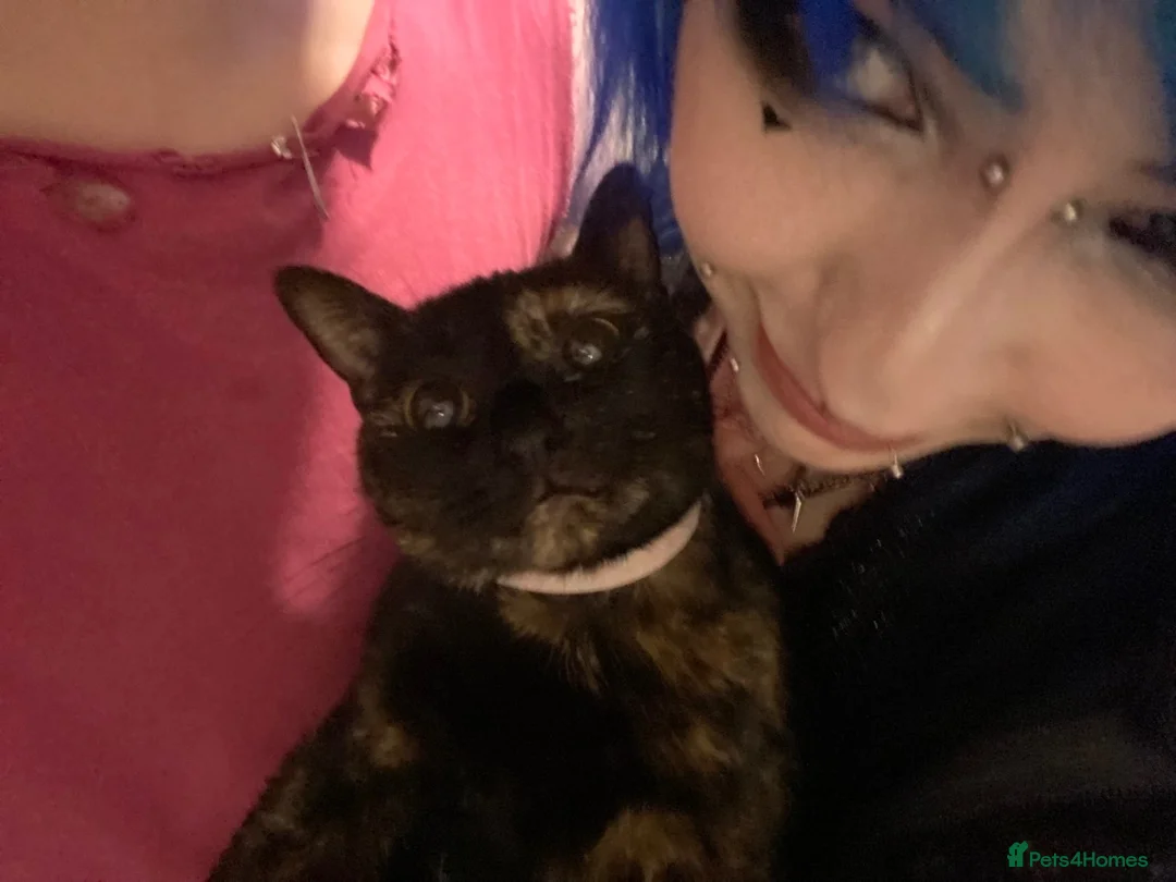 Mixed Breed cats for sale: URGENT REHOMING TODAY ! Kimmi :3 in Blackpool - Advert 6