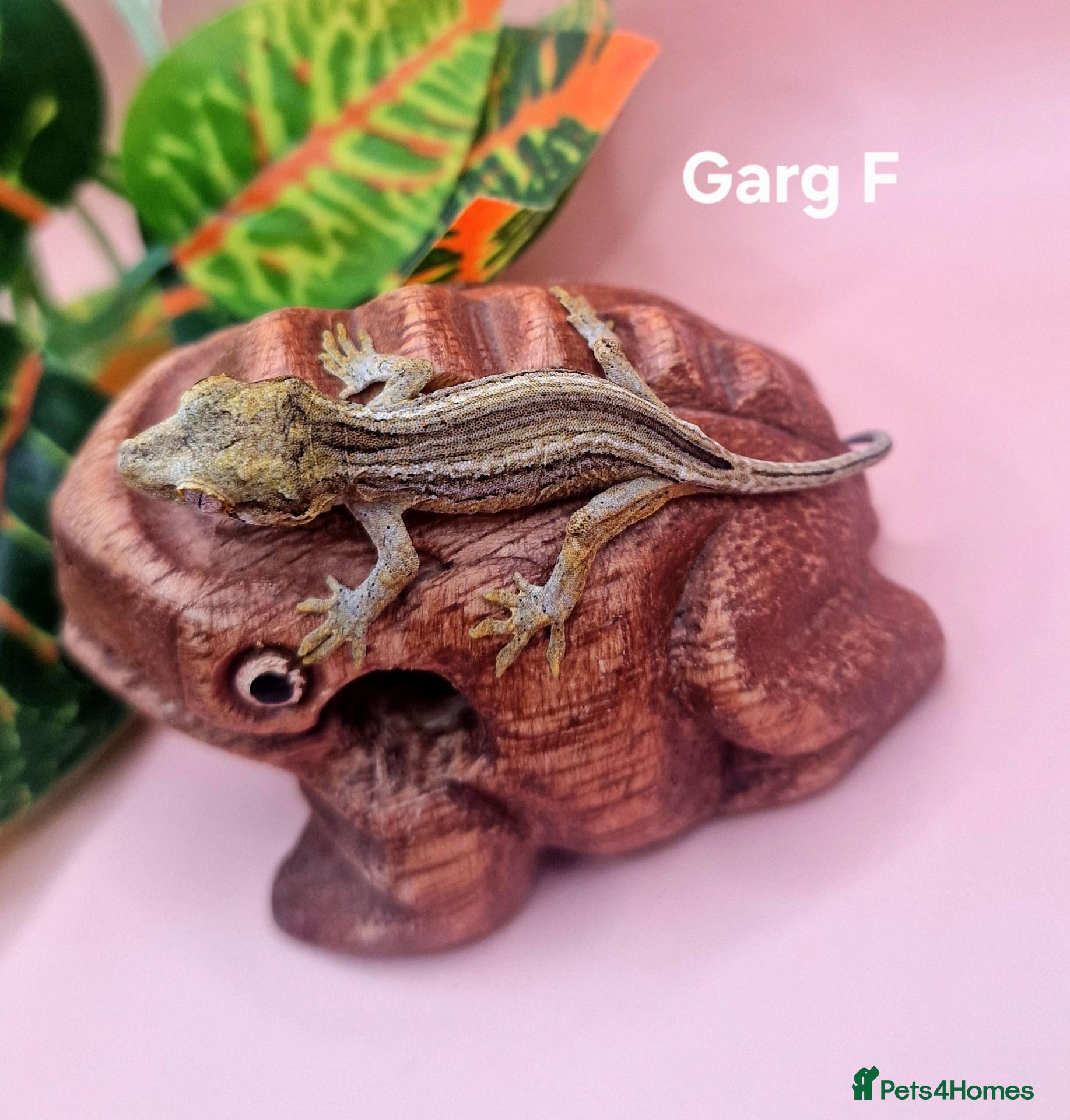 Gecko reptiles for sale: Gargoyle Gecko Hatchlings/Juveniles - Advert 23