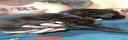 Cane Corso dogs for sale: Cane corso puppy’s  - Advert 4