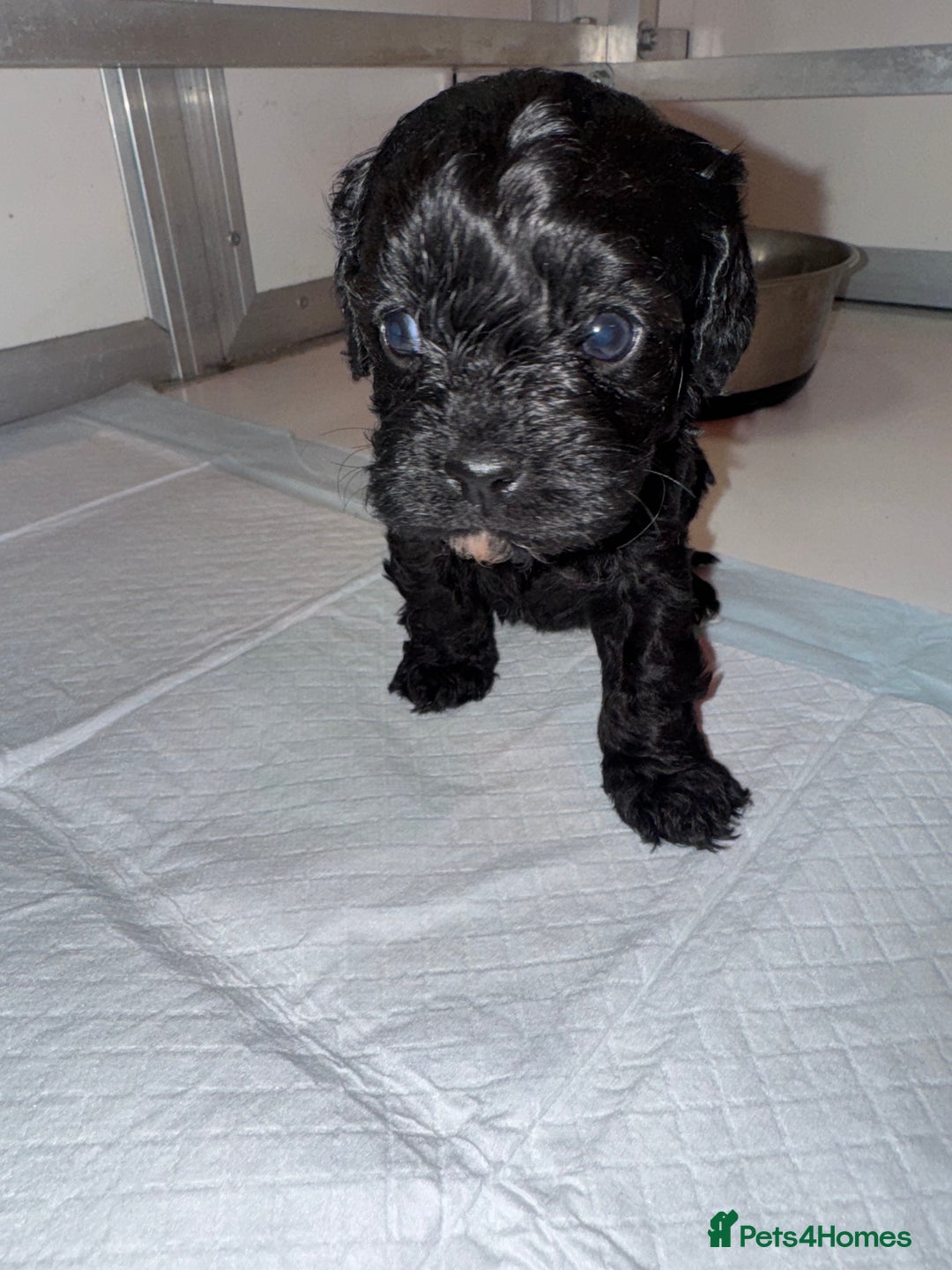 Cavapoo dogs for sale:   ✨ Adorable Miniature Cavapoo Puppies ✨ - Advert 29