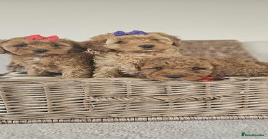 Cavapoo dogs - Advert 11