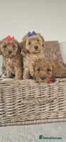 Cavapoo dogs - Advert 3