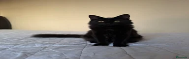 Odin
