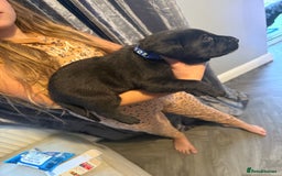Labrador Retriever dogs for sale: Black labradors  - Image 20