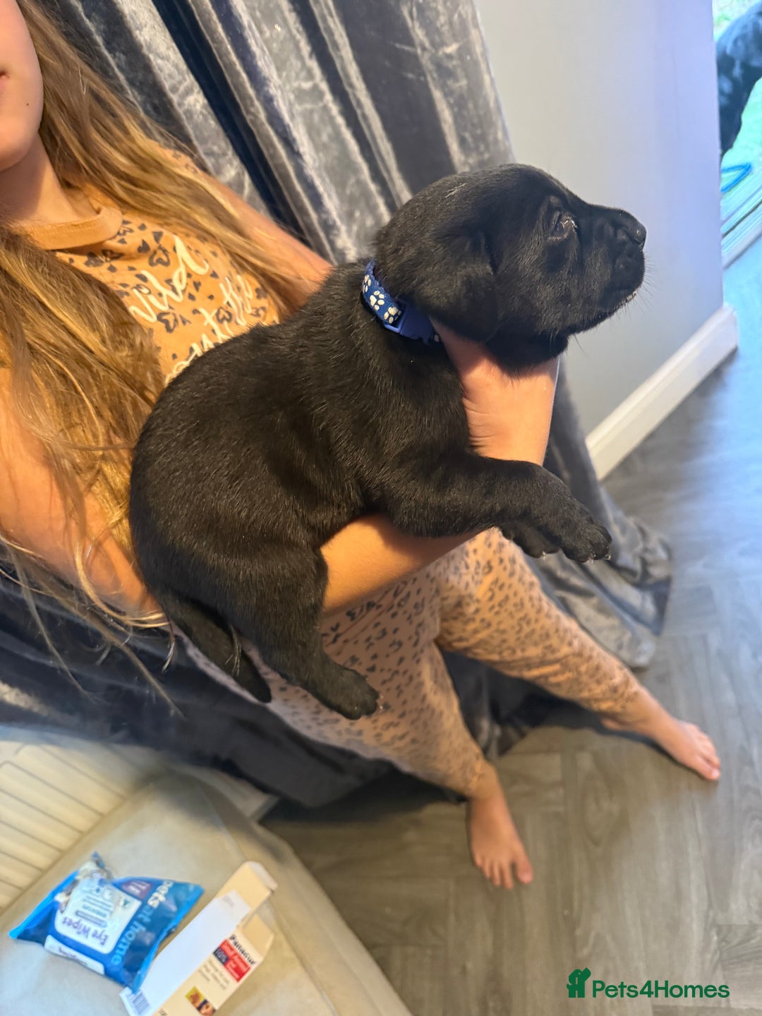 Labrador Retriever dogs for sale: Black labradors  - Image 20