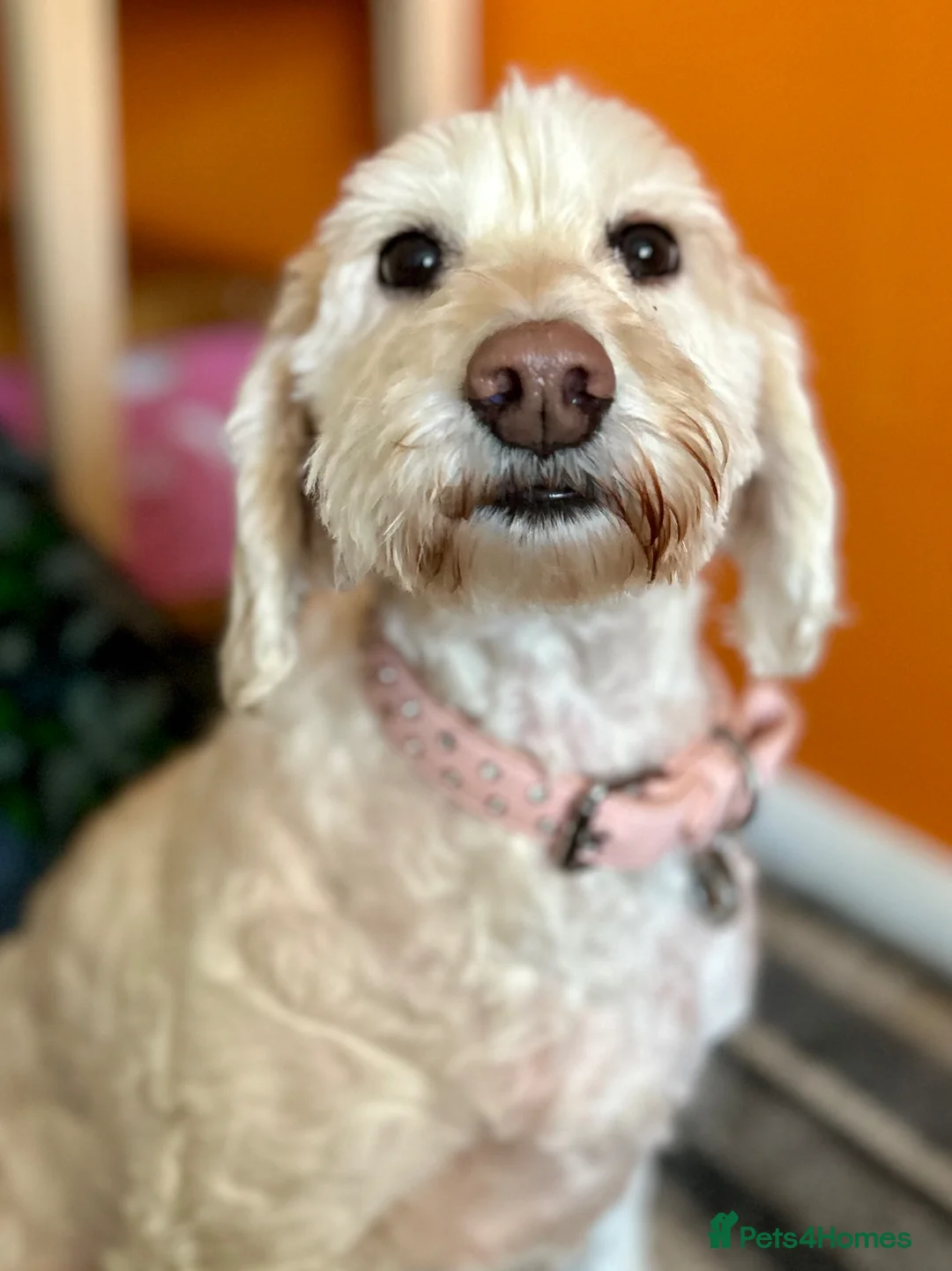 Australian Labradoodle dogs for sale: Beautiful Australian Labradoodle Needs Loving Home - Advert 3