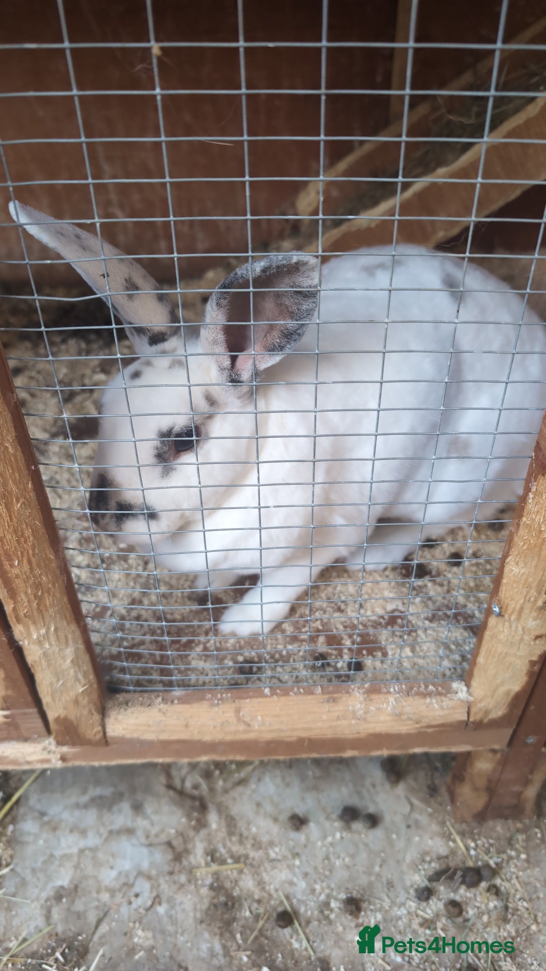 Mixed Breed rabbits for sale: Mum and daughter  - Image 2