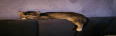 British Shorthair 2
