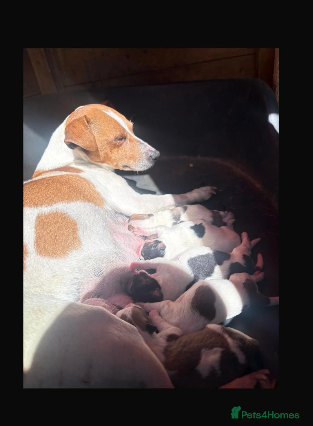 Jack Russell dogs for sale: Jack Russell puppies for sale  - Advert 2
