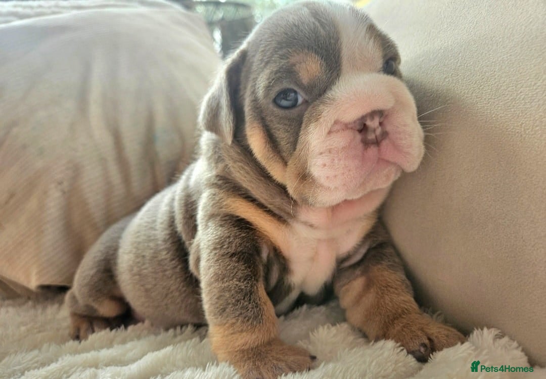 English Bulldog dogs for sale: Adorable English Bulldog Puppies - Advert 7