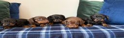 Miniature Dachshund dogs for sale: 🌸Stunning minature smooth haired dachshund🌸 - Advert 2