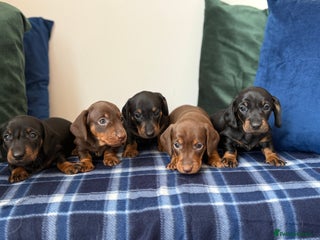 Miniature Dachshund dogs 🌸Stunning minature smooth haired dachshund🌸 - Advert 1