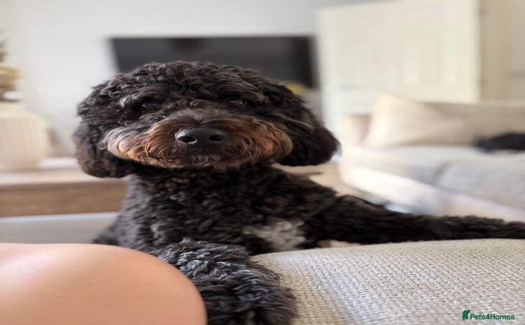Mixed Breed dogs - Advert 6