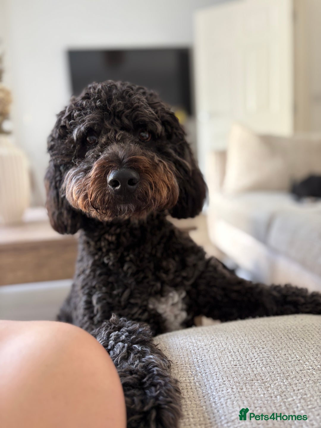 Mixed Breed dogs for sale: Cockapoo for Sale - Image 1