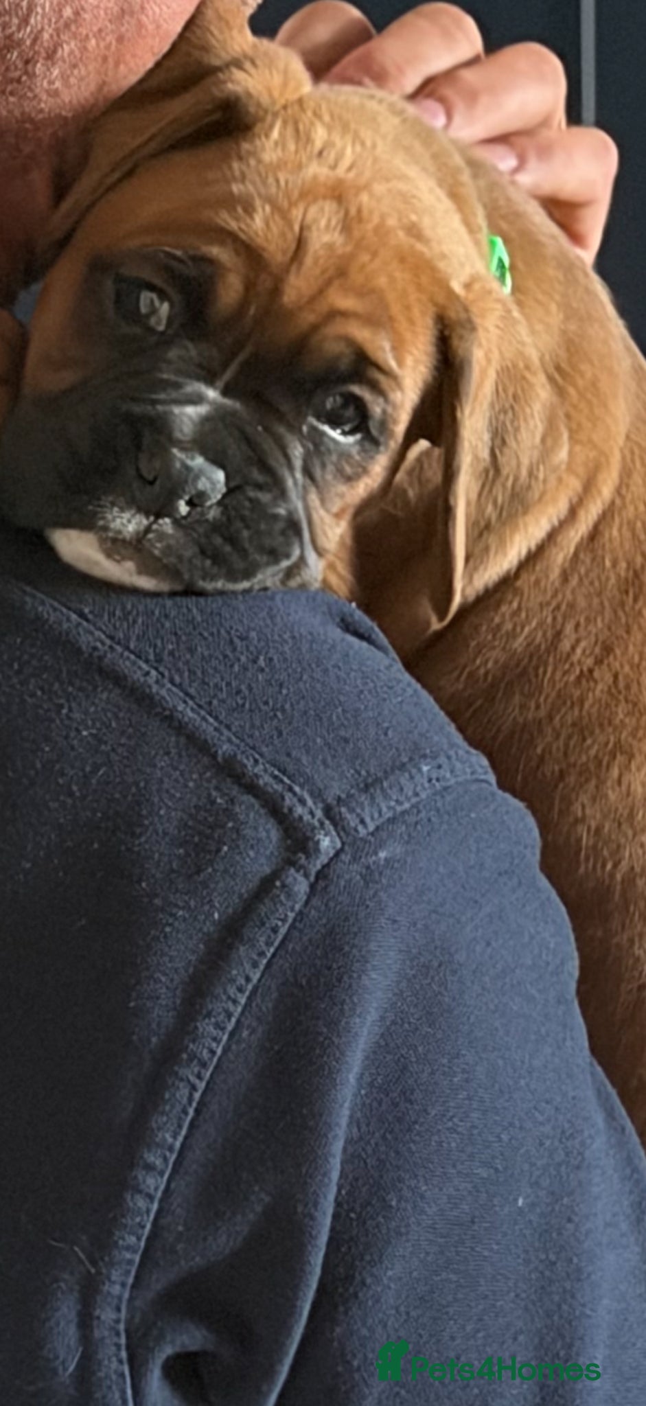 Boxer dogs One gorgeous boy left !!! X - Advert 17