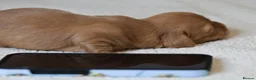 Miniature Dachshund dogs for sale: 5*Licensed+KCreg+Vetchecked+PRAclear+LONG HAIRED - Advert 14