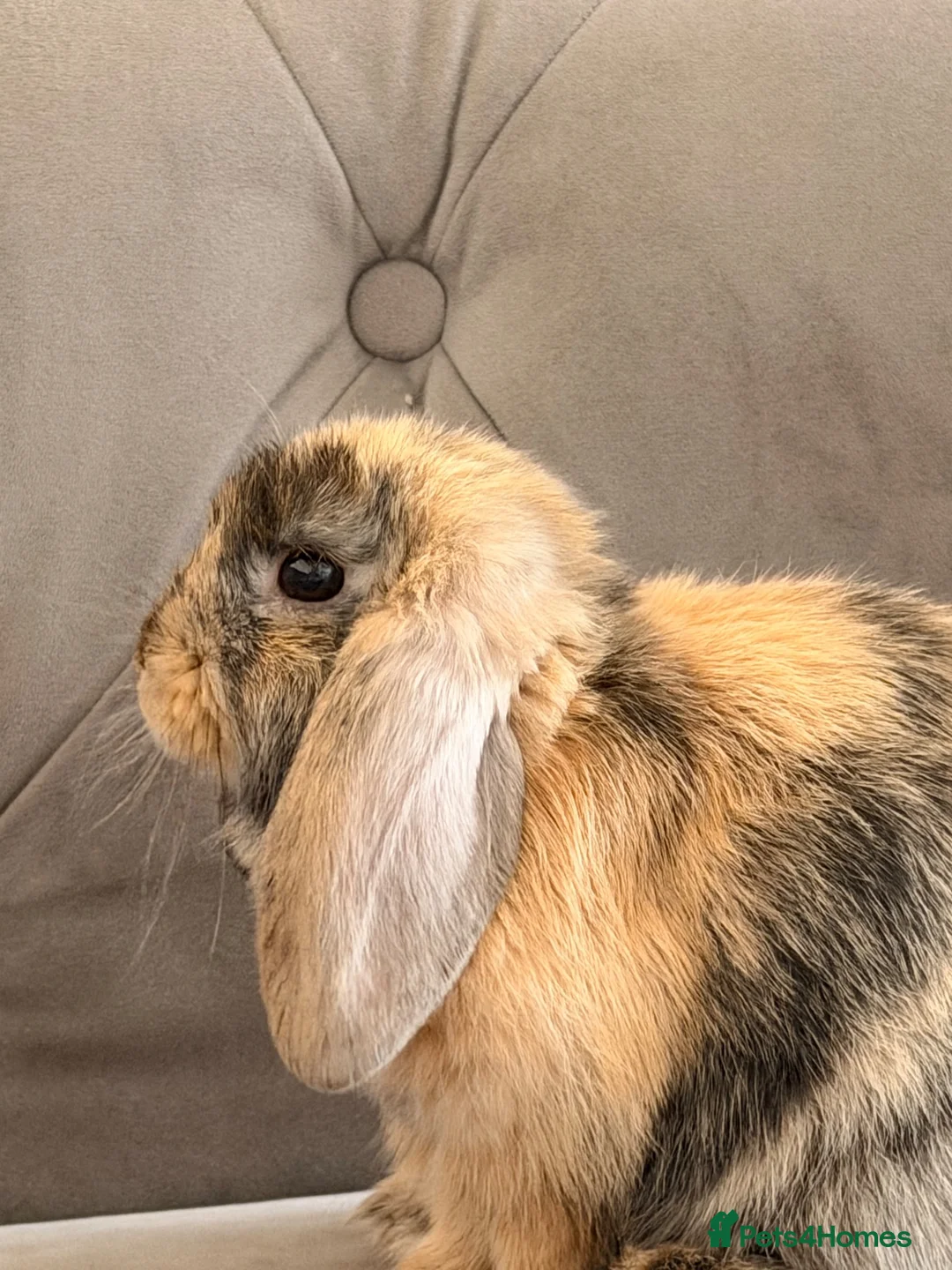 Mini Lop rabbits for sale: Beautiful Harlequin Minilop in Brighton - Advert 2