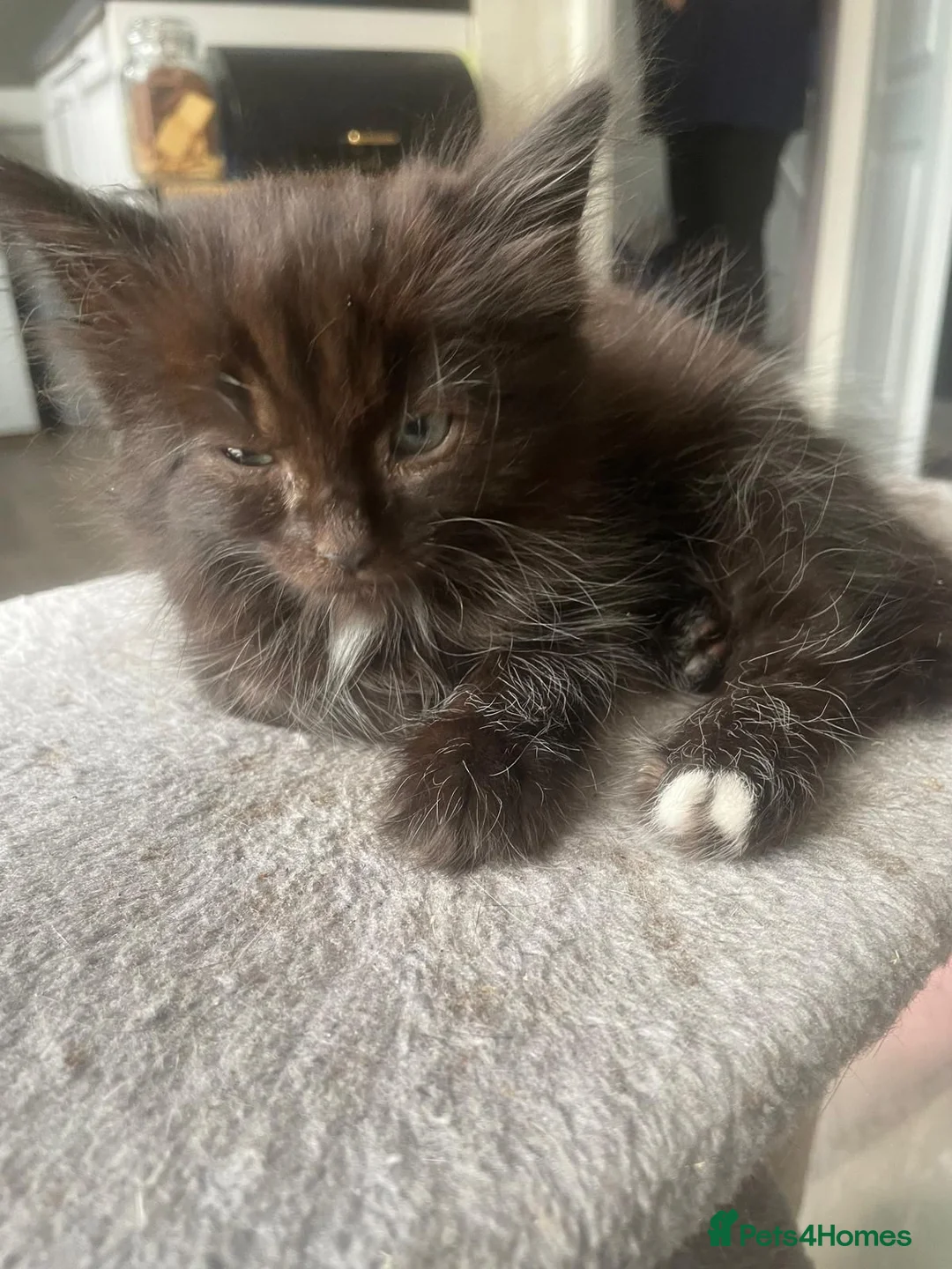 Brazilian Shorthair cats for sale: Kitten  in Birmingham - Advert 2