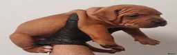 Staffordshire Bull Terrier dogs for sale: Red staffy puppys  - Advert 21
