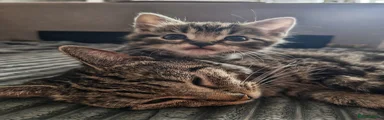 Domestic Shorthair 2