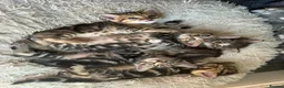 Mixed Breed cats for sale: 2 female tabby kittens  - Advert 4