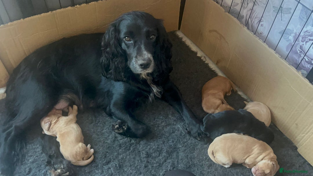 Cocker Spaniel dogs for sale: Working cocker spaniel puppies - Image 7