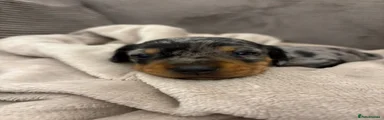Miniature Dachshund 1