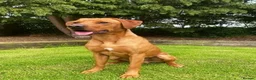 Labrador Retriever dogs for stud: Proven KC Fully Health Tested Fox Red Labrador in Carlisle - Advert 5